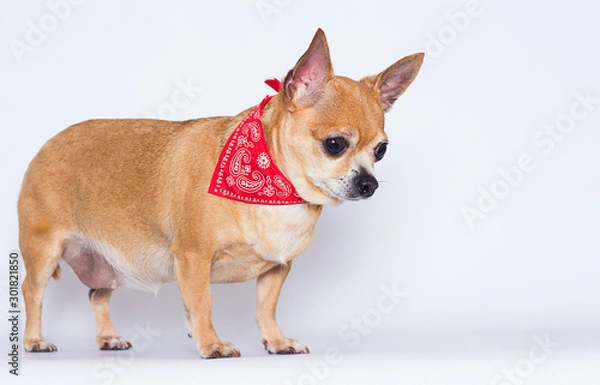 Fototapeta adult chihuahua dog looks up on a white background