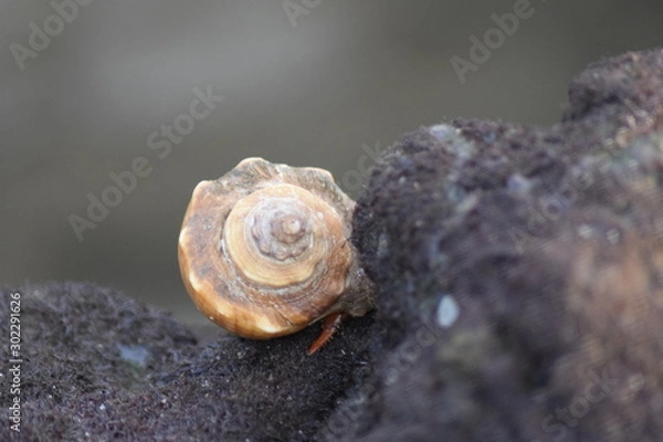 Fototapeta snail on a stone