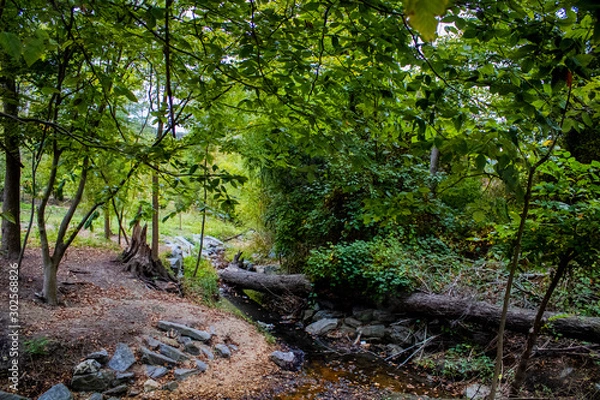 Fototapeta path in the forest