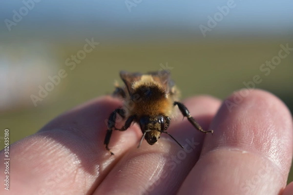 Fototapeta bee