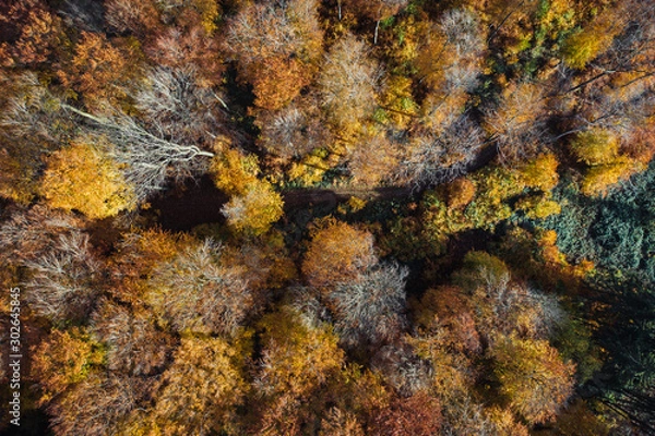 Fototapeta Deutscher Wald im Herbst von oben 