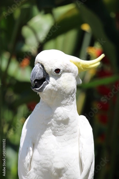 Fototapeta Yellow Crested Cockatoo - White Cockatoo