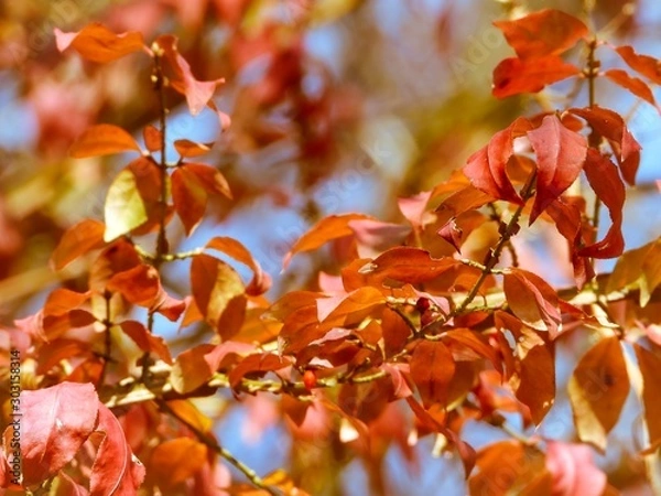 Fototapeta autumn leaves on tree