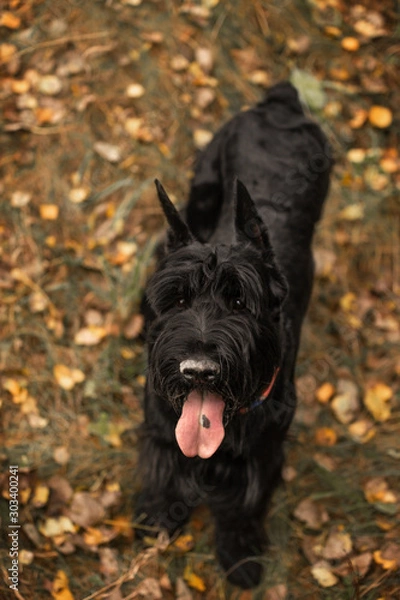 Fototapeta Giant Schnauzer in the field