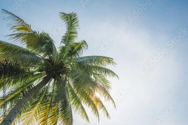 Fototapeta Coconut tree and blue sky