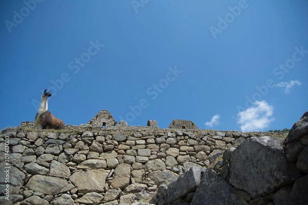 Fototapeta llama in Machu Picchu, Peru