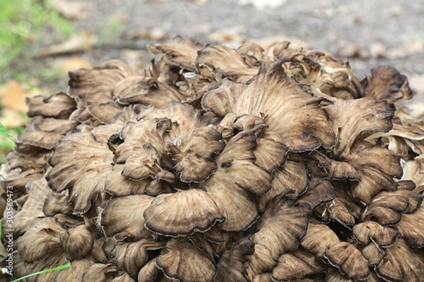 Obraz Grifola frondosa, known as maitake, hen-of-the-woods, ram's head and sheep's head, widl edible fungus with medicinal properties