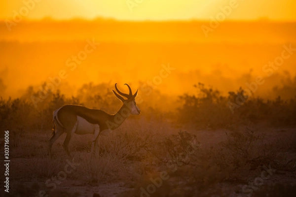 Fototapeta Springbok at Sunset