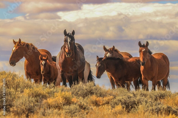 Obraz dzikie mustangi pilot butte Wyoming