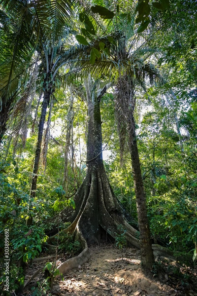 Fototapeta One of the jungle trees at Sandoval Lake. Puerto Maldonado, Peru.