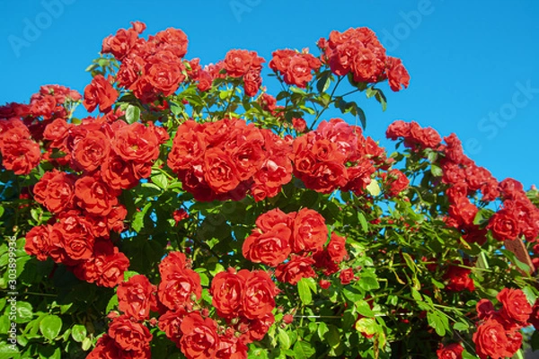 Fototapeta Big bush of scarlet roses on a background of blue sky