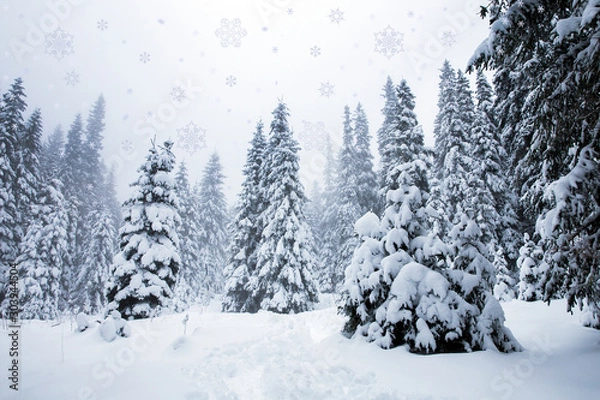 Fototapeta Falling snow in heavy winter. Landscape with pine trees in hoarfrost for a Christmas background.