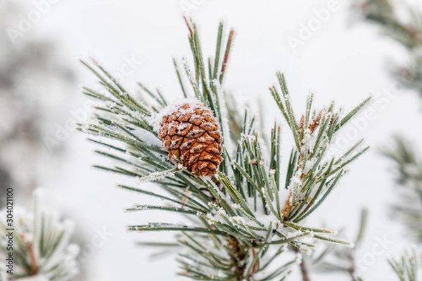 Fototapeta Pineapple on snow and ice covered tree branch