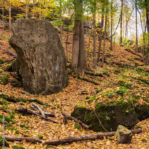 Fototapeta Autumn Forest