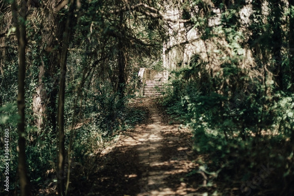 Fototapeta tunnel in the forest