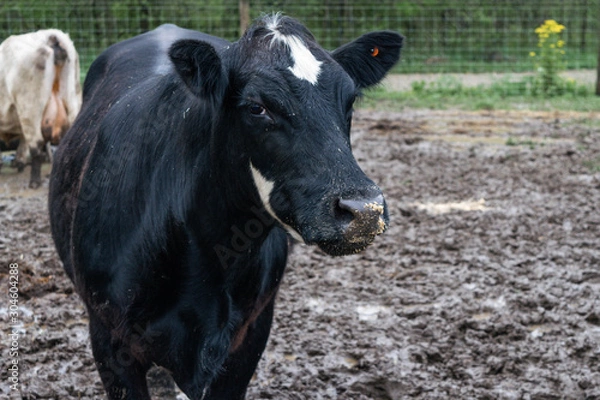 Fototapeta black cow in field pasture feed lot