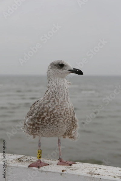 Fototapeta seagull on the Baltic sea in winter