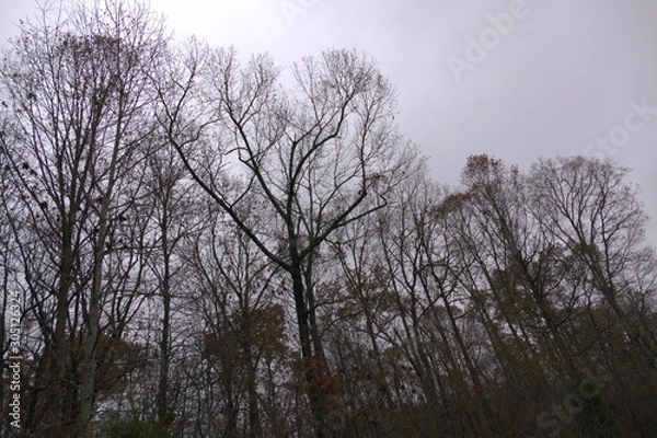 Fototapeta trees, gray November day