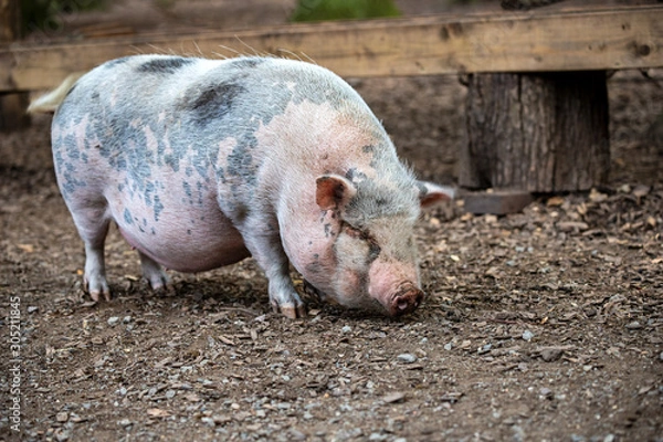 Fototapeta Full body of adult Vietnamese Pot-bellied on the farm