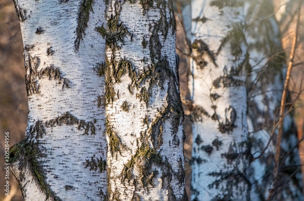 Fototapeta Trunks of birches on a blurred autumn background.