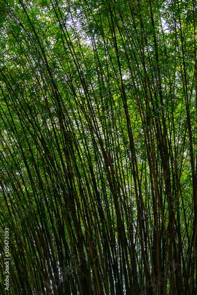 Fototapeta Plantação de bambu, amplamente utilizada na construção e culinária, por muitos da cultura chinesa