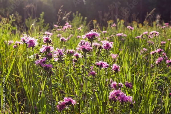 Fototapeta Wild wildflowers close-up. Wild flowers in a meadow nature. Natural summer background with wild flowers in the meadow in the morning sun rays.