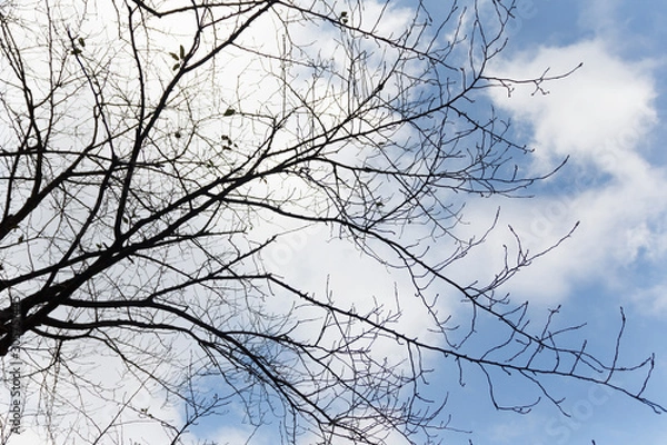 Fototapeta tree branch with blue sky background