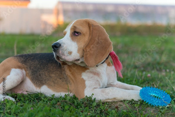 Fototapeta Cute beagle portrait