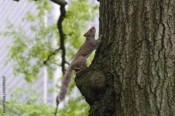 Obraz Squirrel climbing a tree in New York