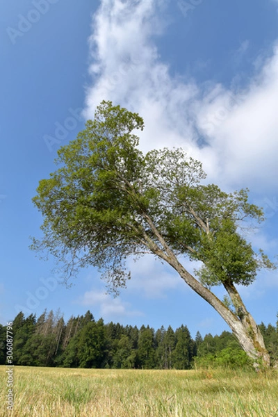 Fototapeta Nationalpark Hunsrück-Hochwald