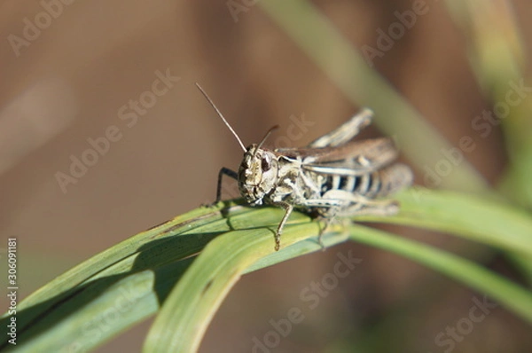 Fototapeta grasshopper on leaf