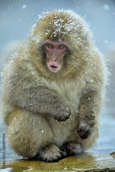 Fototapeta Snow monkey. The Japanese macaque ( Scientific name: Macaca fuscata), also known as the snow monkey.