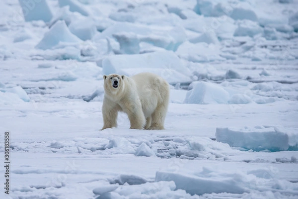 Fototapeta Polar Bear (Ursus maritimus) Spitsbergen North Ocean