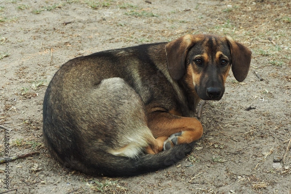 Fototapeta A stray dog, thin and sad, lies on the ground curled up. A sad look...