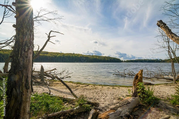 Fototapeta Bäume und Wald am See - Wildnis auf Usedom