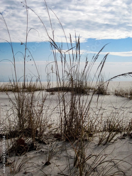 Obraz sand grass along the Mississippi coast