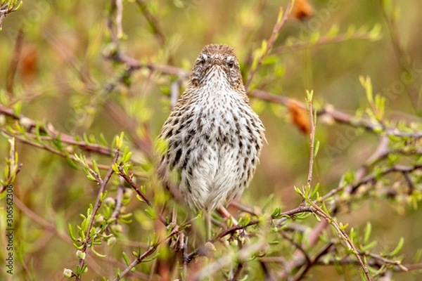 Fototapeta North Island Fernbird 