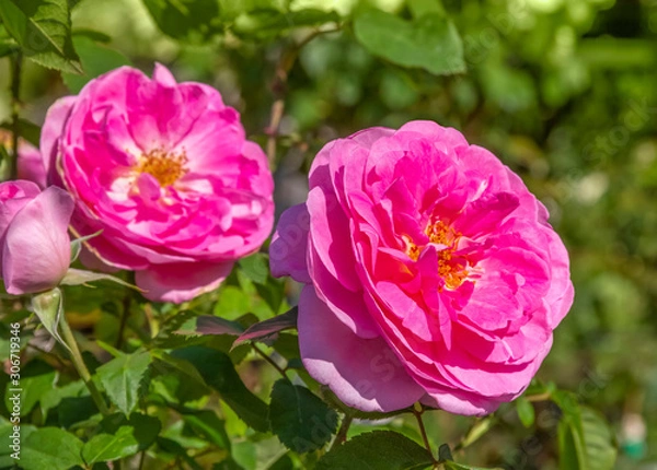 Obraz pink rose flowers in natural back