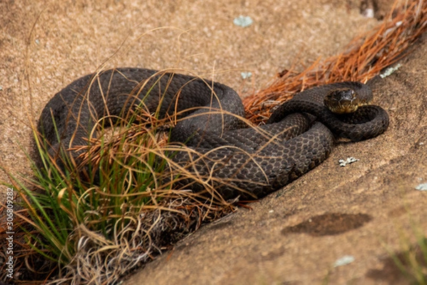 Fototapeta Northern water snake on rocksKillarney Park Ontario