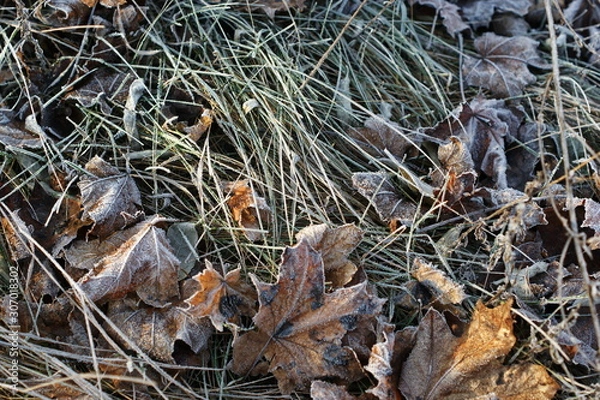 Fototapeta Leaves covered with hoarfrost. The beginning of winter.