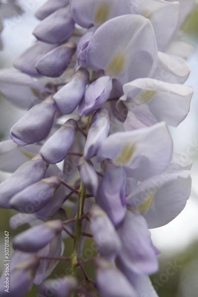 Fototapeta bee on a flower