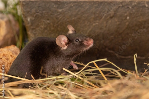 Fototapeta schwarze maus im heu 2