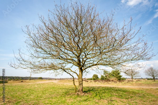 Obraz View over Nationaal Park Veluwe Zoom near Rozendaal in The Netherlands, a national park.