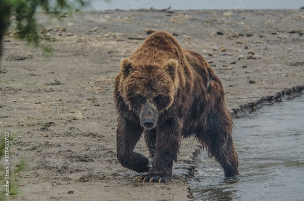 Fototapeta Brown Bear - Kamchatka - Russia