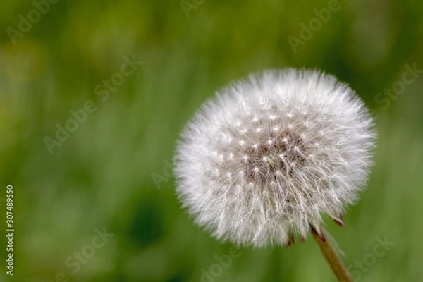 Fototapeta White fluffy dandelion with seeds on natural green blurred background