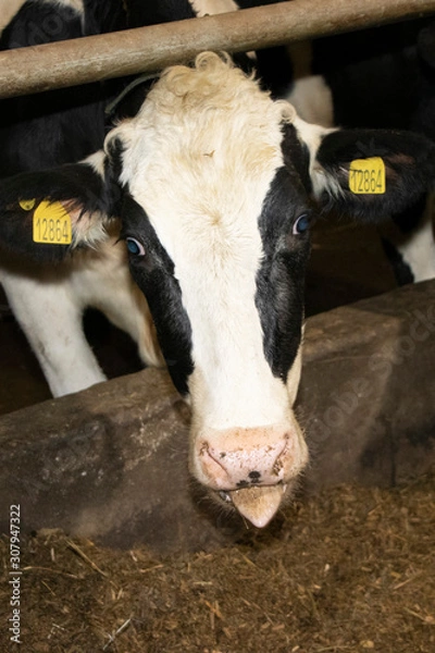 Fototapeta loose keeping of cattle. Cow farm. Untethered cattle.