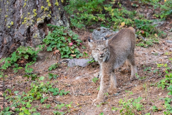 Fototapeta Close up of a Canadian Lynx walking to the left in a green wooded forest.