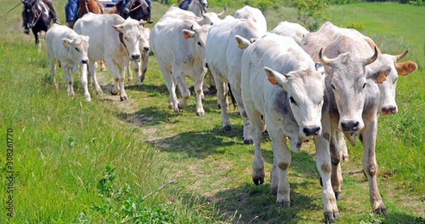 Fototapeta transhumance of the cows - from the plain where they live in winter to the mound where they live in summer