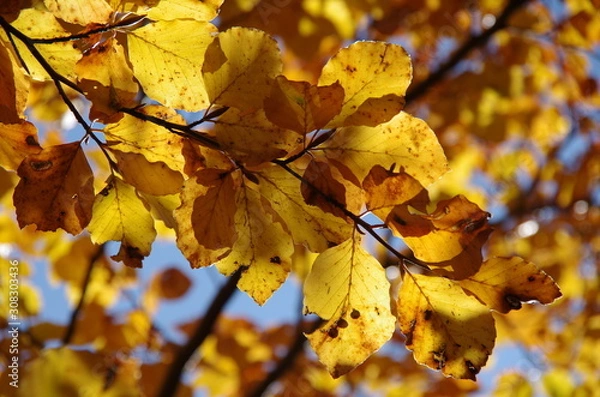 Fototapeta Herbstlaub