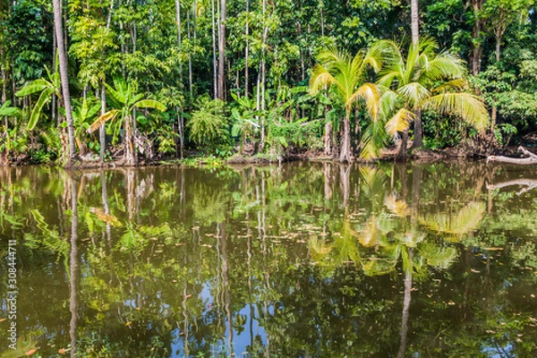 Fototapeta Reflections of palms in a pond in Bagerhat, Bangladesh